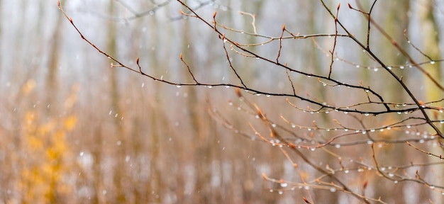 Raindrops on a bare branch in the spring during the melting snow