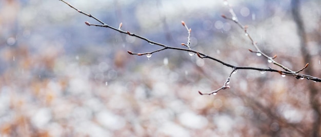 Капли дождя на голой ветке весной во время таяния снега