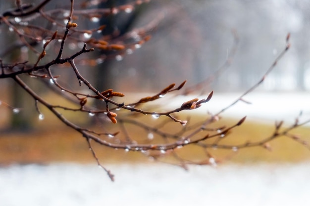 Raindrops on a bare branch in the spring during the melting snow