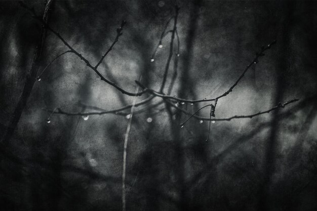 raindrops on a branch of a leafless tree in closeup in January