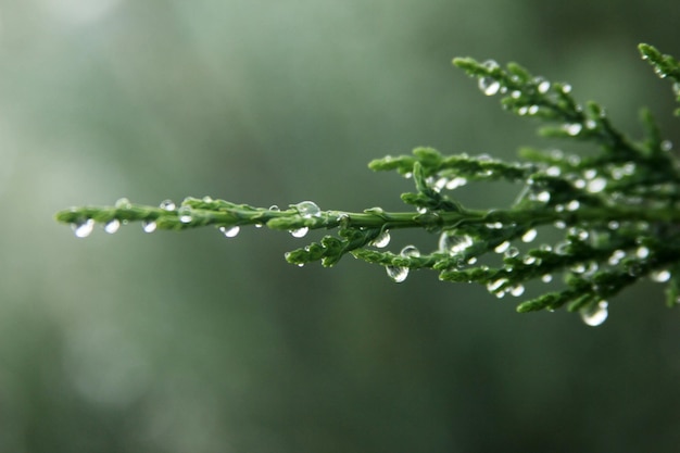 raindrops on branch of pine tree