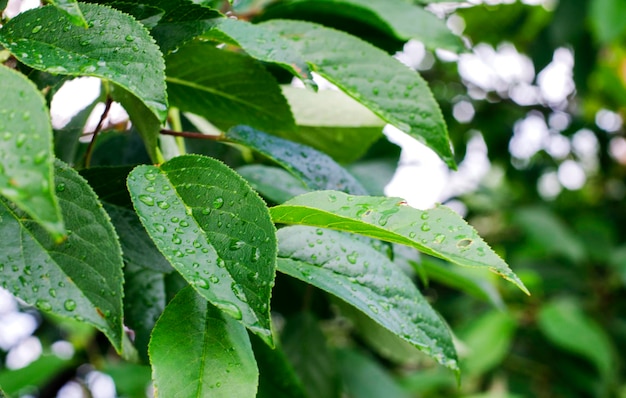 Raindrops on cherry tree leaves