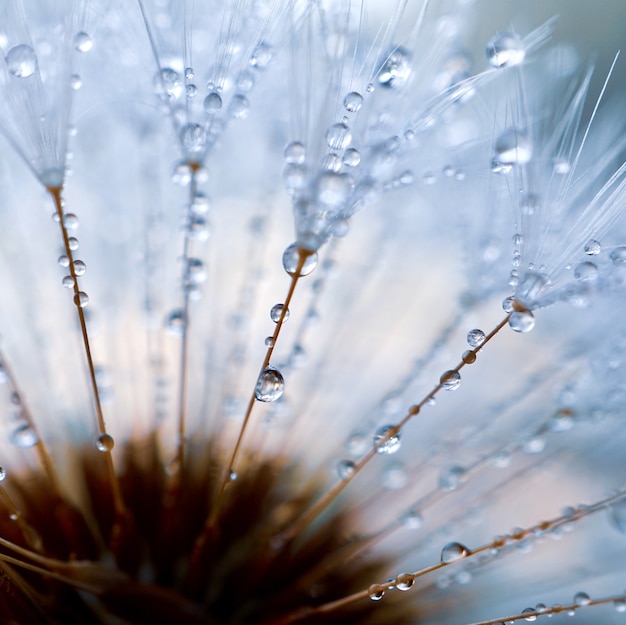 Raindrops on the dandelion close up