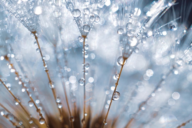 Raindrops on the dandelion close up