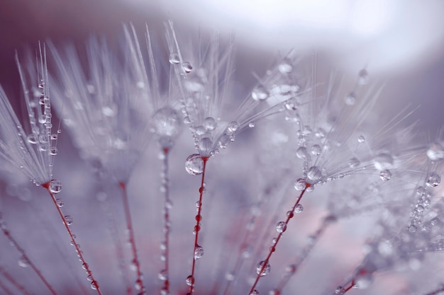 春の雨の日のタンポポの花の雨滴