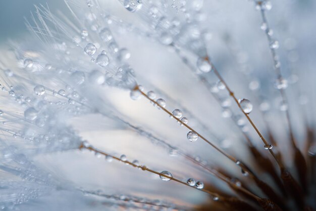 Photo raindrops on the dandelion seed  rainy days in spring