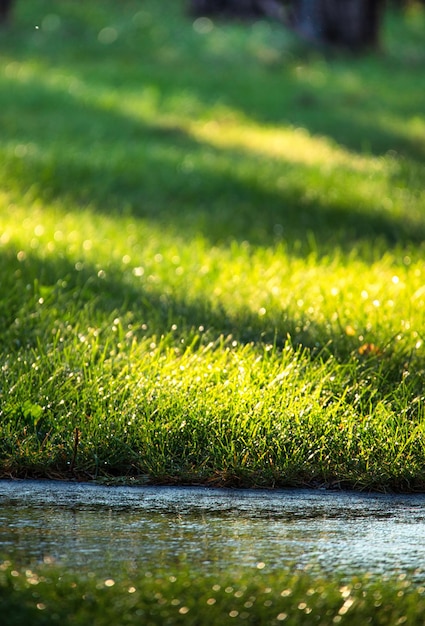 Raindrops fall on the green grass in the park