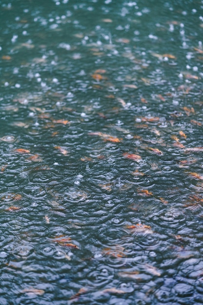 Raindrops form many patterns over the fish pond.