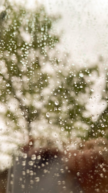 Si possono vedere gocce di pioggia sul vetro nel riflesso di un albero