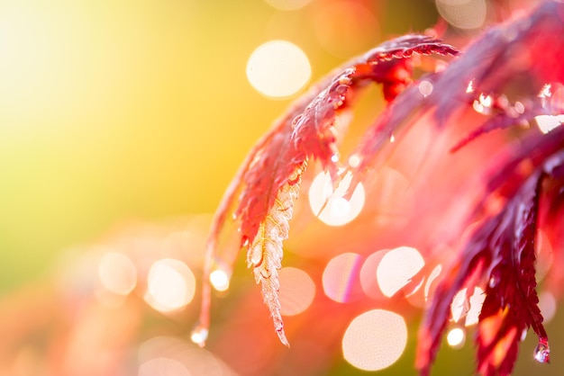 Raindrops glisten on the leaves of a Japanese maple tree in the light of the rainy morning sun