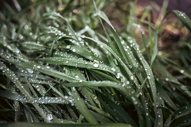 緑の草に雨粒 朝露 自然の美しさ 濡れた草 雨の日