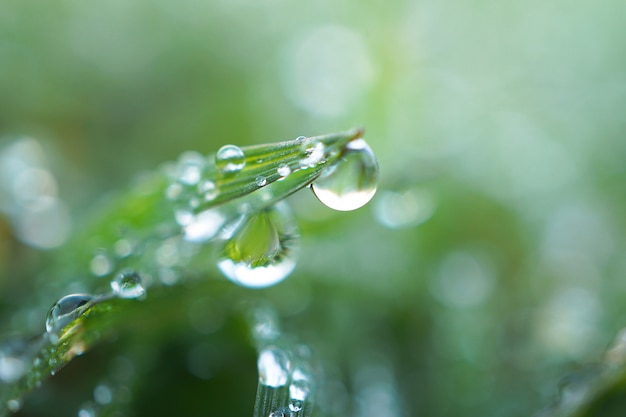 Gocce di pioggia sulla pianta di erba verde nel giardino