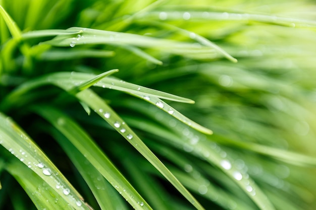 Raindrops on a green grass