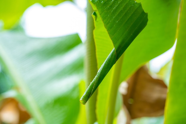Капли дождя на зеленом листе бананового дерева в саду после дождя.
