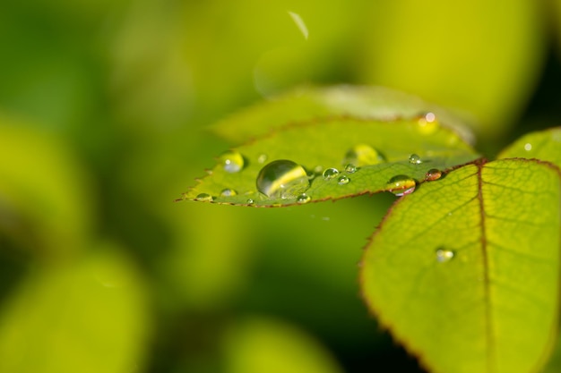 Raindrops on a green leaf of a garden plant macro photo Rose leaf on a rainy day