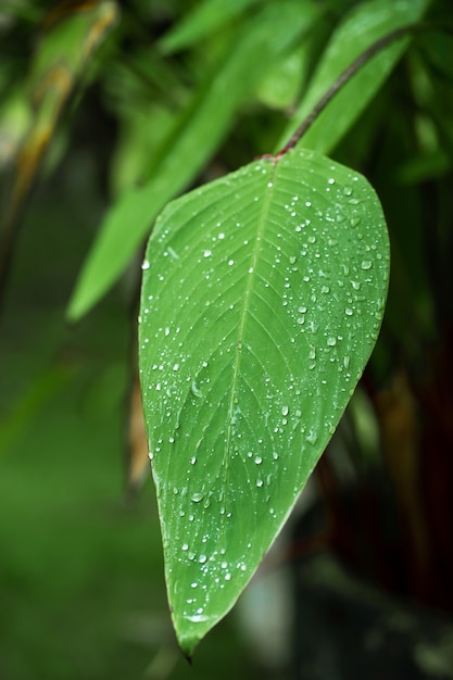 Raindrops on a green leaf. Natural hydration of plants.