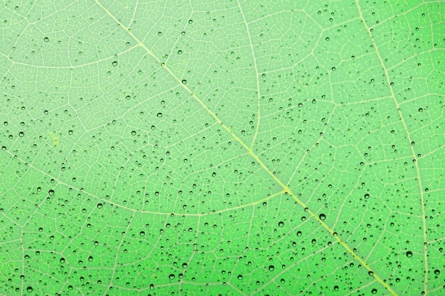 Gocce di pioggia sulle strutture e sui precedenti della foglia verde.