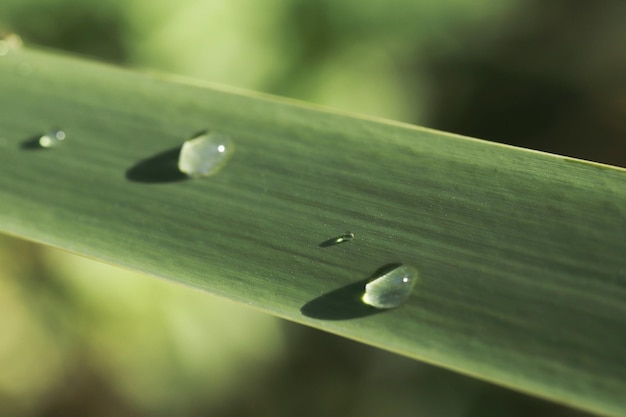 Raindrops on the green leaf