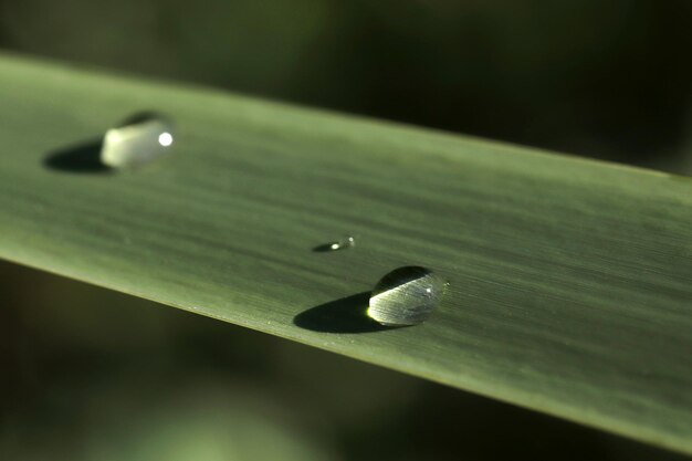 Raindrops on the green leaf