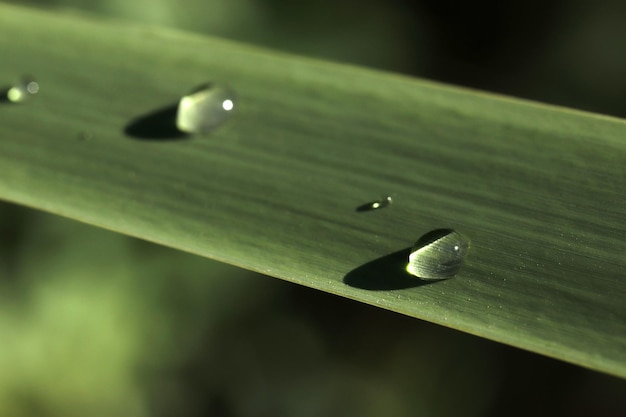 緑の葉の雨滴