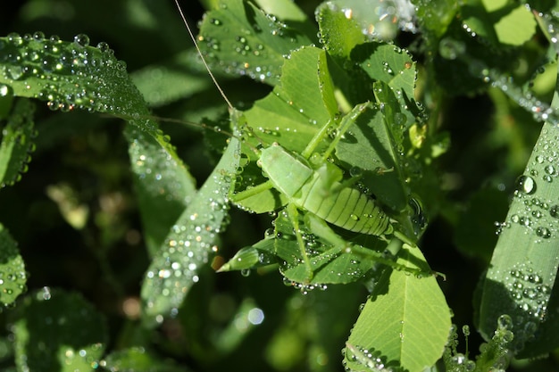 Raindrops green leaves and the mantis