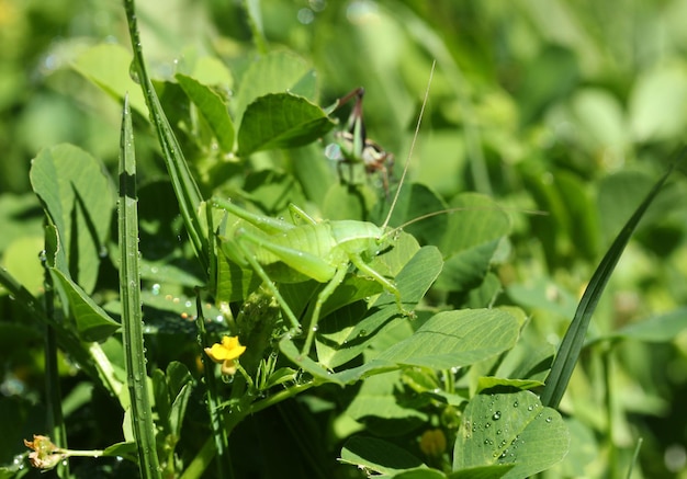 Foglie verdi delle gocce di pioggia e la mantide