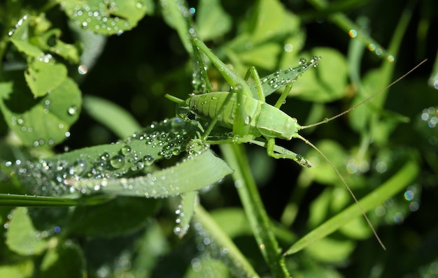 Raindrops green leaves and the mantis