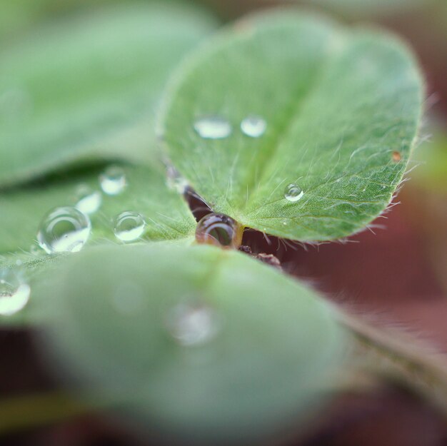 raindrops on the green plant leaves in the garden