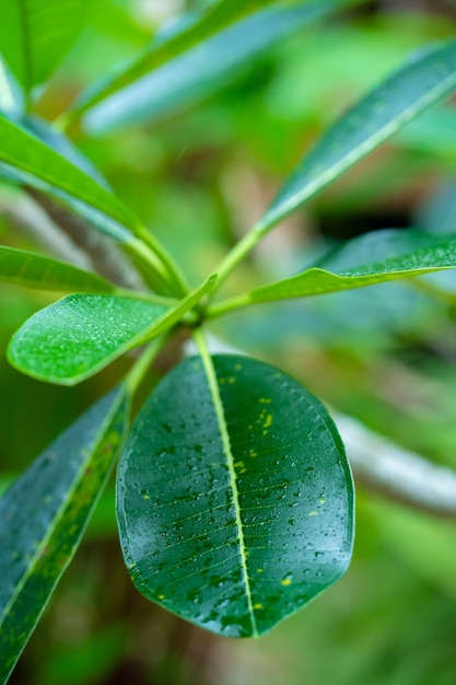 Raindrops on a green plumeria leaf in the garden after the rain.