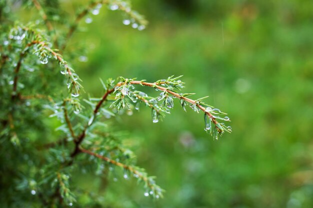 Raindrops on a green spruce branch with needles