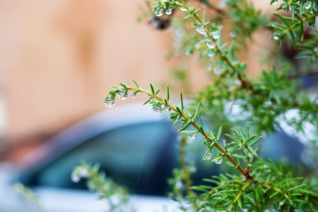 Raindrops on a green spruce branch with needles