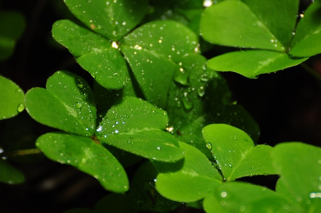 Raindrops on a group of clovers among the huge redwood trees in Muir Woods National Monument
