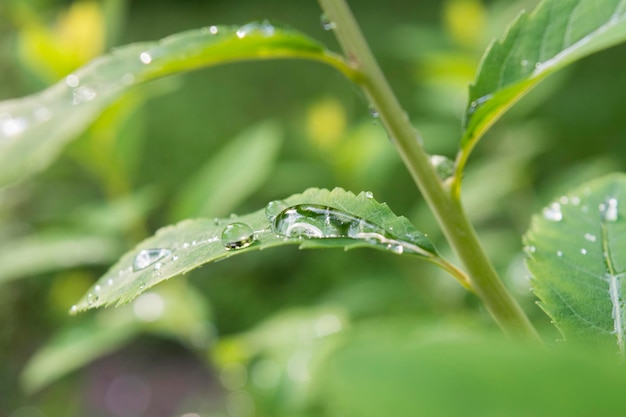 Raindrops on the leaf closeup image Dew droplets on green leaves