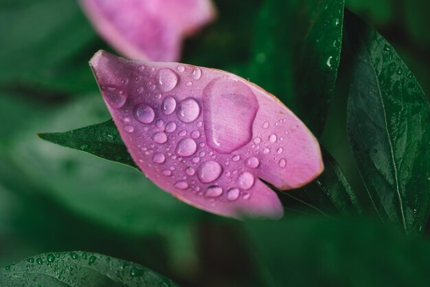 Raindrops on the leaf of a pink flower