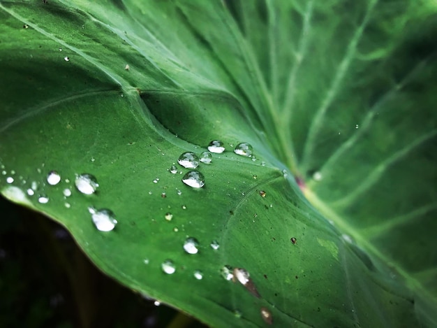 Raindrops on a leaf