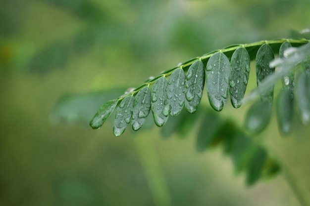 Raindrops on leaves of locust tree close up