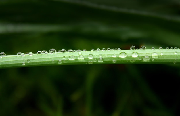 Raindrops on little stick