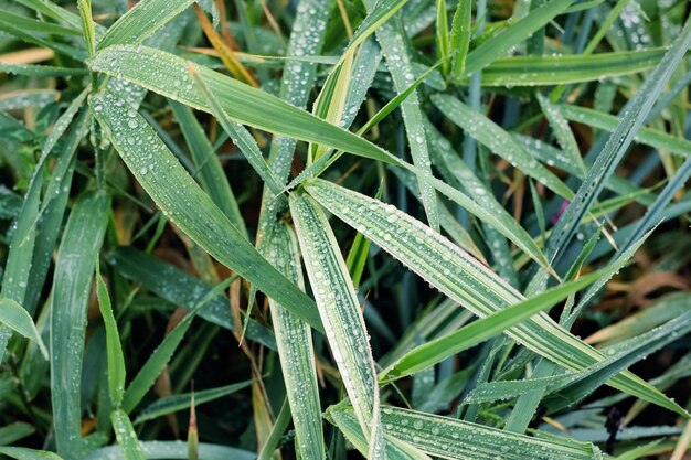 Raindrops on long green leaves of dew