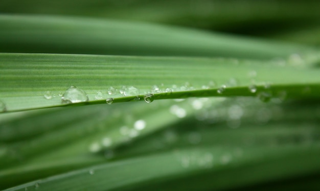 写真 草の上の雨滴
