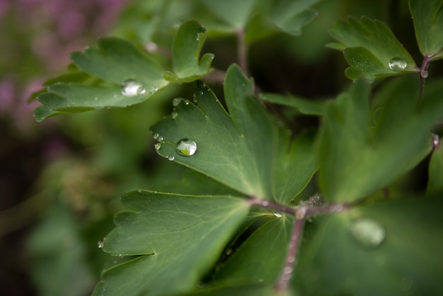 写真 緑の葉、夏の雨滴壁紙