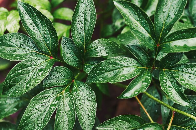 사진 모란의 녹색 잎에 빗방울