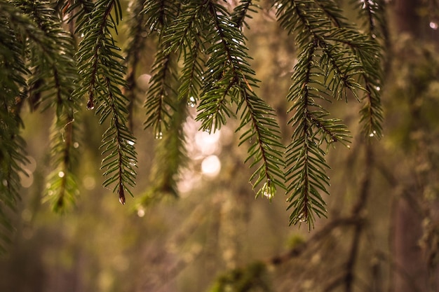 Raindrops on pine tree