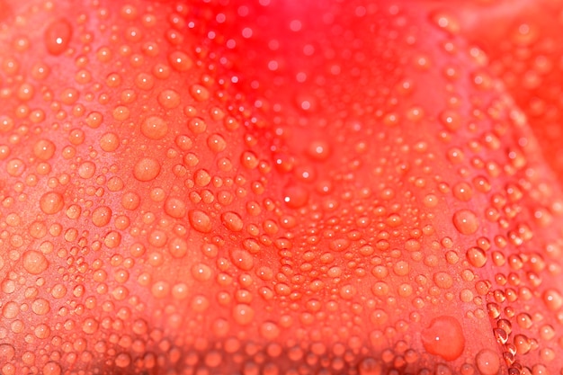 Foto gocce di pioggia su un petalo di papavero (papaver rhoeas)