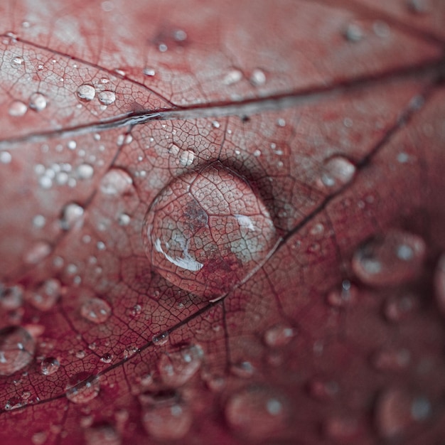 秋の雨の日の赤いカエデの葉の雨滴、赤い背景