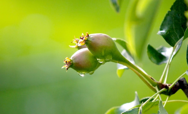 Raindrops on a ripening pear fruits image of a