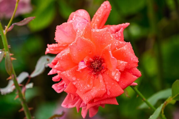 Raindrops on a rose flower