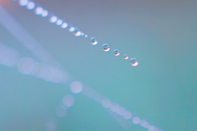 raindrops on the spider web in the nature