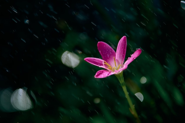 Raindrops on the tiny pink flower on a rainy day