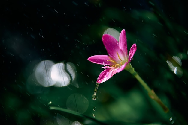 Gocce di pioggia sul piccolo fiore rosa in una giornata piovosa