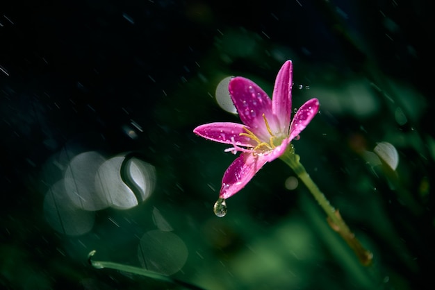 Raindrops on the tiny pink flower on a rainy day